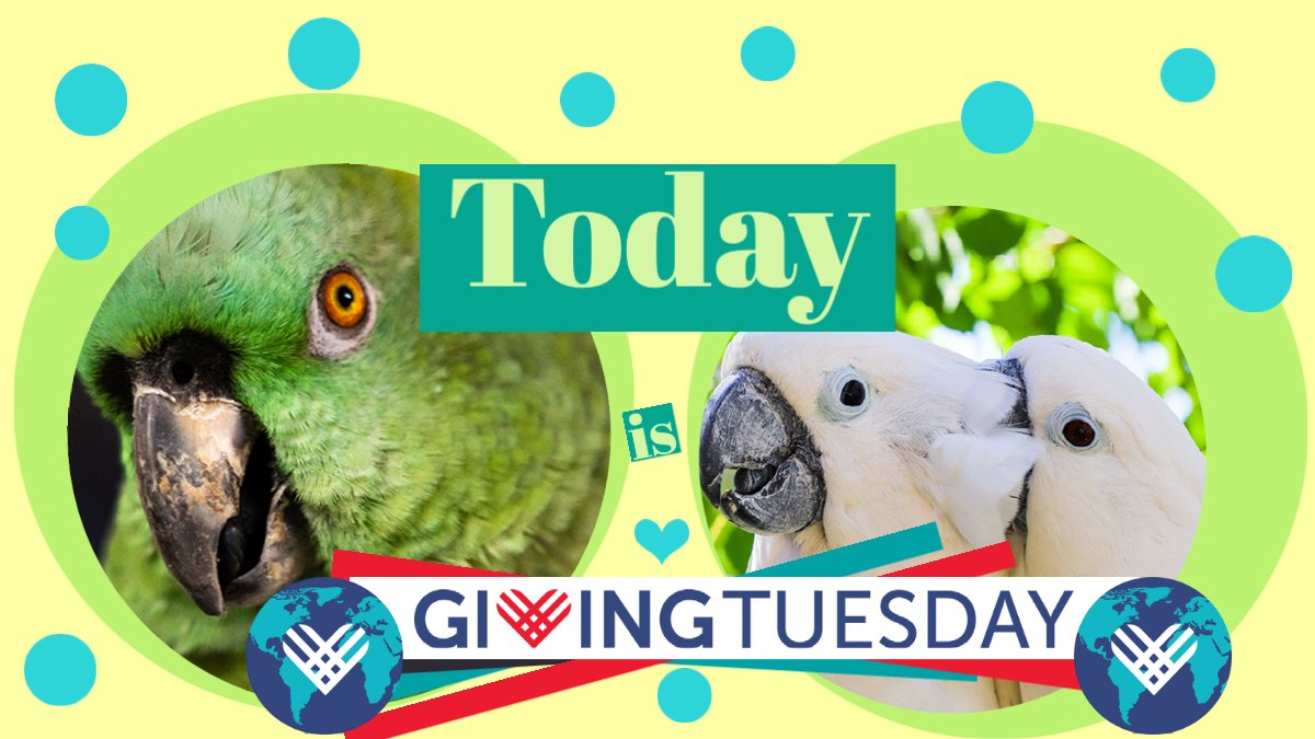 Help Us Help Them 🌟🐦 - mailchi.mp/thegabrielfoun…