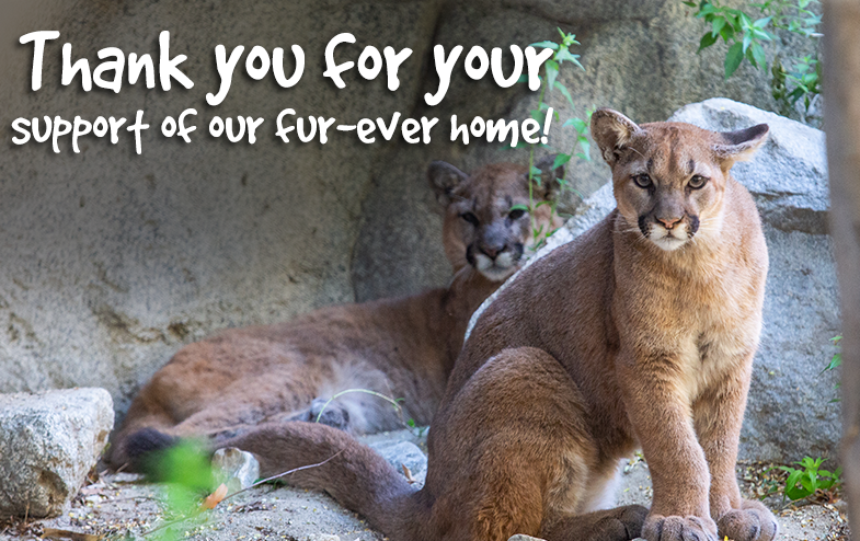 When you give to The Living Desert, you support the...

❤️ Exceptional lifetime care for all 600+ animals at the zoo
🦒 Education programs to engage the community in conservation
🌍 50+ conservation projects in 11 countries

Learn more at bit.ly/GivingZooDay20…
#GivingZOODay