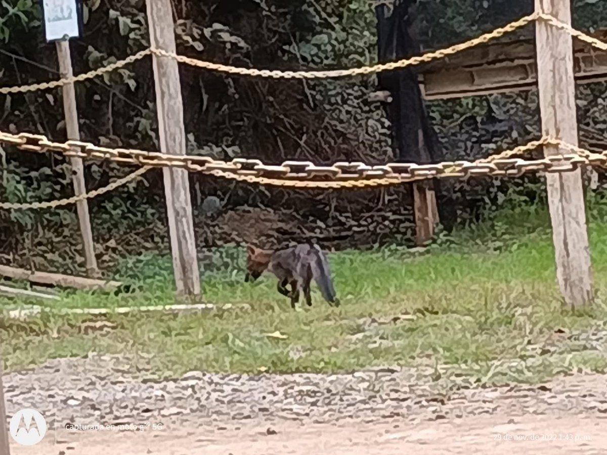 soydeituango's tweet photo. #Avistamiento hoy martes en el sitio Ciruelar cerca al embalse #HidroItuango #Riocauca jurisdicción de Sabanalarga occidente #Antioquia Los lugareños lo llaman Zorro #Cuidar #Protejer @EPMestamosahi @Corantioquia https://t.co/V7LvTyH2DN