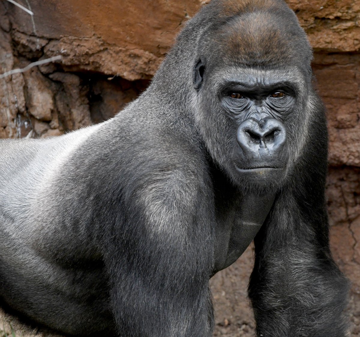 Ian Lane (@ianlane23963336) on Twitter photo Echo at <a href="/BioparcF/">Bioparc Fuengirola</a> I will see you very soon my friend and your beautiful son Ekan
#bioparcfuengirola #gorilla #costadelsol #Fuengirola Echo at <a href="/BioparcF/">Bioparc Fuengirola</a> I will see you very soon my friend and your beautiful son Ekan
#bioparcfuengirola #gorilla #costadelsol #Fuengirola