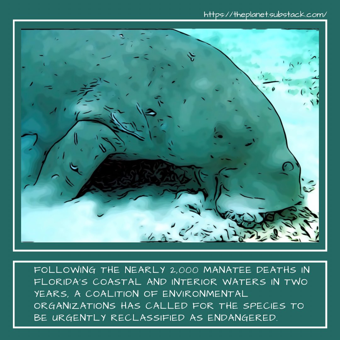 🌎 

(1/7) Florida's gentle giants, the manatees, are dying in alarming numbers. 

Start of a thread 🧵 

➡️ RT