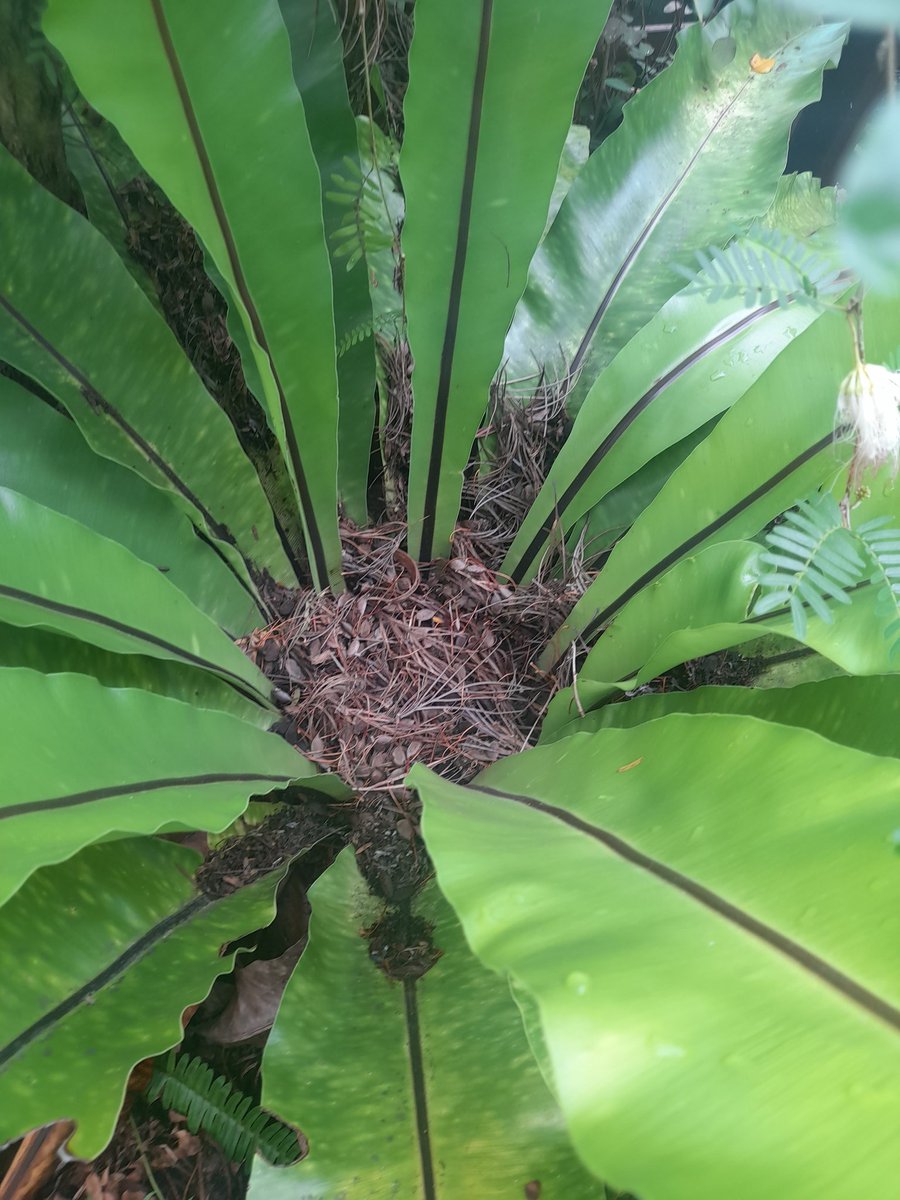 lovelypanda44's tweet photo. My bird's nest fern, a bit worse for wear but still going strong 🥰
#asplenium
#anoldfriend https://t.co/gZfonpvIkW