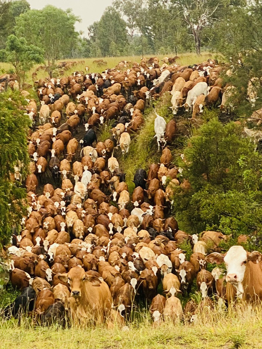 William Wilson (@iherdapp) on Twitter photo 