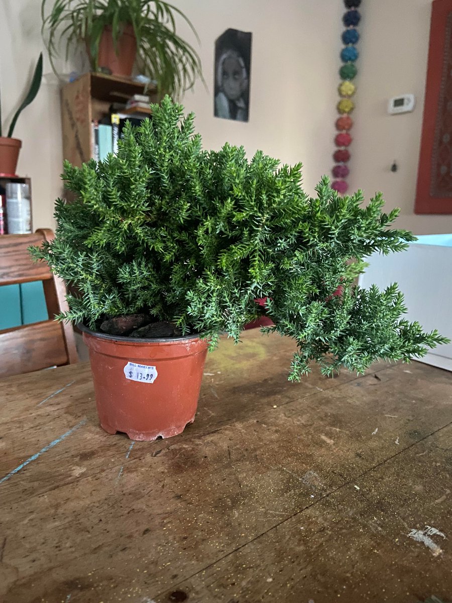 Procumbens Nana Bonsai - My first bonsai attempt. Got this juniper from a the only nursery in my town with anything close to a suitable plant for a bonsai. Gave it a little trim and wired a few branches. Any advice or criticism welcome.
reddit.com/z7m93v