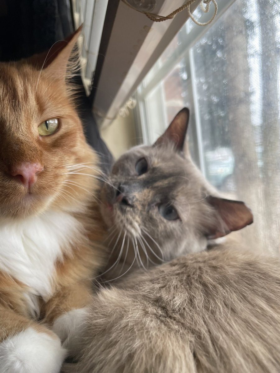 malori_eve's tweet photo. my children 🫶🏼 https://t.co/VP3GQxSOVk