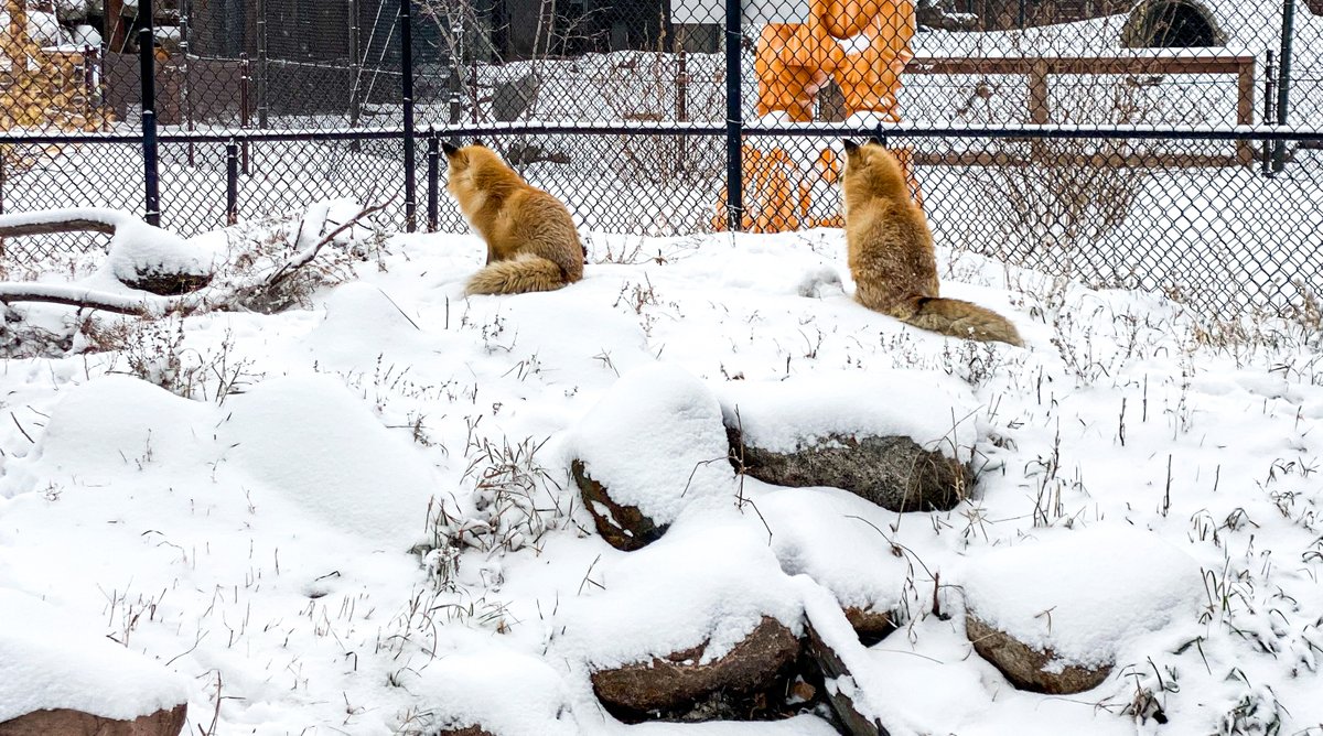 We're open! 

Foxy and Roxy spent their morning personally overseeing the snow removal - just for you! 

#SDWX #GPZoo #SiouxFalls #Snow #Winter #SnowDay #Fox #RedFox