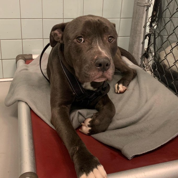 psychicwhisper3's tweet photo. 🐶♥️ANDRE🆘#A350713 #CorpusChristiTX 💔4Yrs. Suspect'd Yet Another TX🚘Injury😩
😢Is Fearful/Shy But Responding To Staff In A
Quiet Way🥰Unable To Stand On RR Limb
🎯Has Been Given Till☠️12/2 NOON☠️‼️
🏥He Needs A #MedicalRescue Please🙏
#Pledge 4 His #MedCare INFO⤵️ https://t.co/E8dmCwv4ot