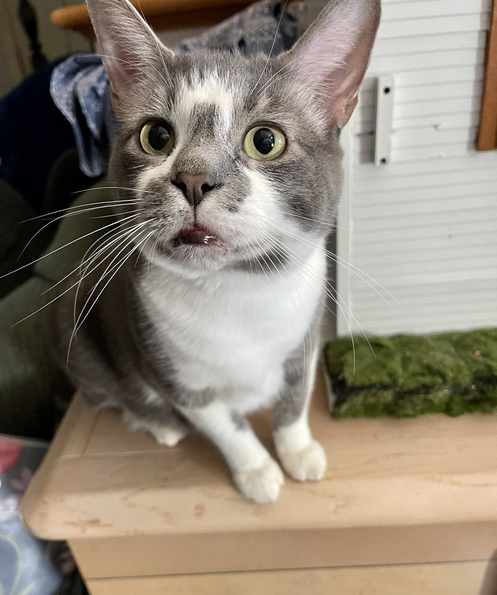 ✨Finished Cat Custom!✨

Finished this cutie yesterday! This cuties name is Prince! I really enjoyed crocheting him and I can’t wait for him to arrive at his home!🐱