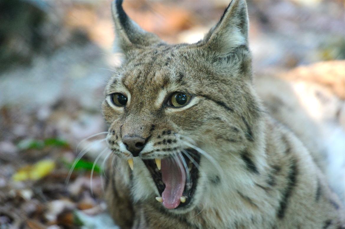 Cats (@hourlycats) on Twitter photo 