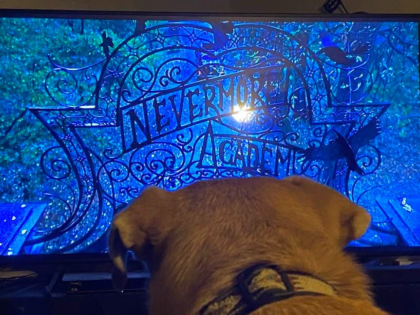 KennieBassWV's tweet photo. Dexter has jumped on the bandwagon.
He enjoys the new Netflix show @wednesdayaddams and highly recommends it.
#DexterTV
#dogsoftwitter
#DogsofTwittter
#DogsOnTwitter
#wednesdaynetflix
#wednesdayaddams https://t.co/AuwbILwEbY