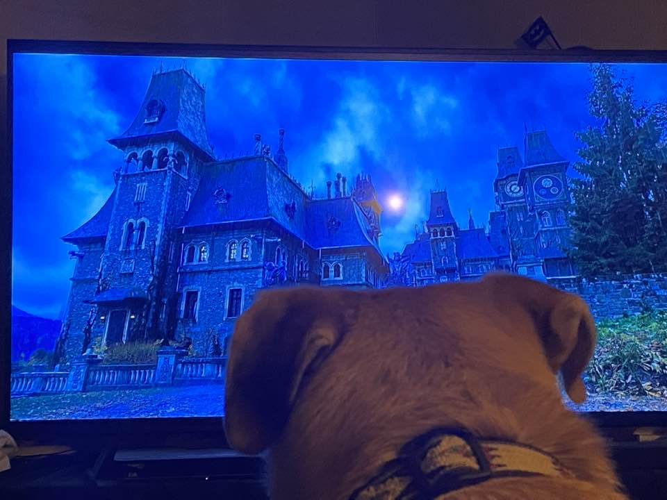 KennieBassWV's tweet photo. Dexter has jumped on the bandwagon.
He enjoys the new Netflix show @wednesdayaddams and highly recommends it.
#DexterTV
#dogsoftwitter
#DogsofTwittter
#DogsOnTwitter
#wednesdaynetflix
#wednesdayaddams https://t.co/AuwbILwEbY