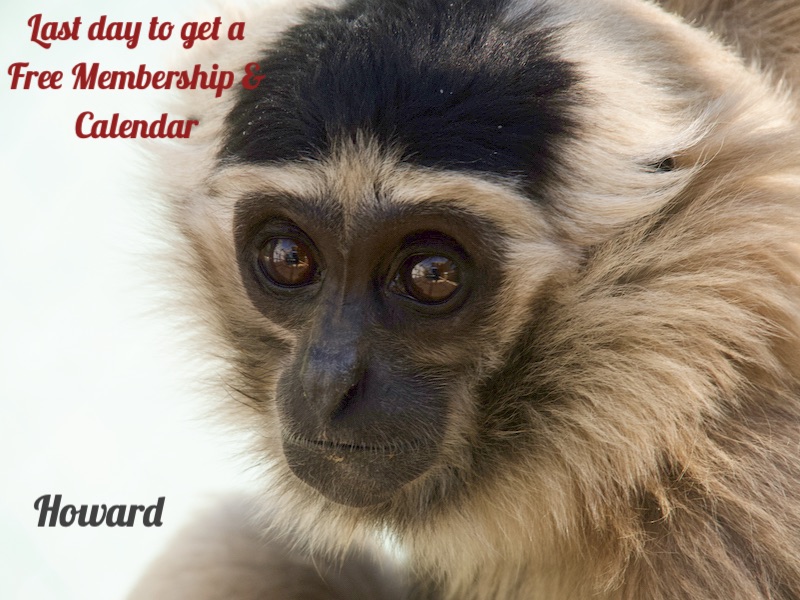 GibbonCenter's tweet photo. Last Day to get a 🎁 Free Membership &amp; Calendar Adopt a Gibbon for the Holidays ⛄ - https://t.co/Fa3mv7Xexv https://t.co/E0uajdUbc2