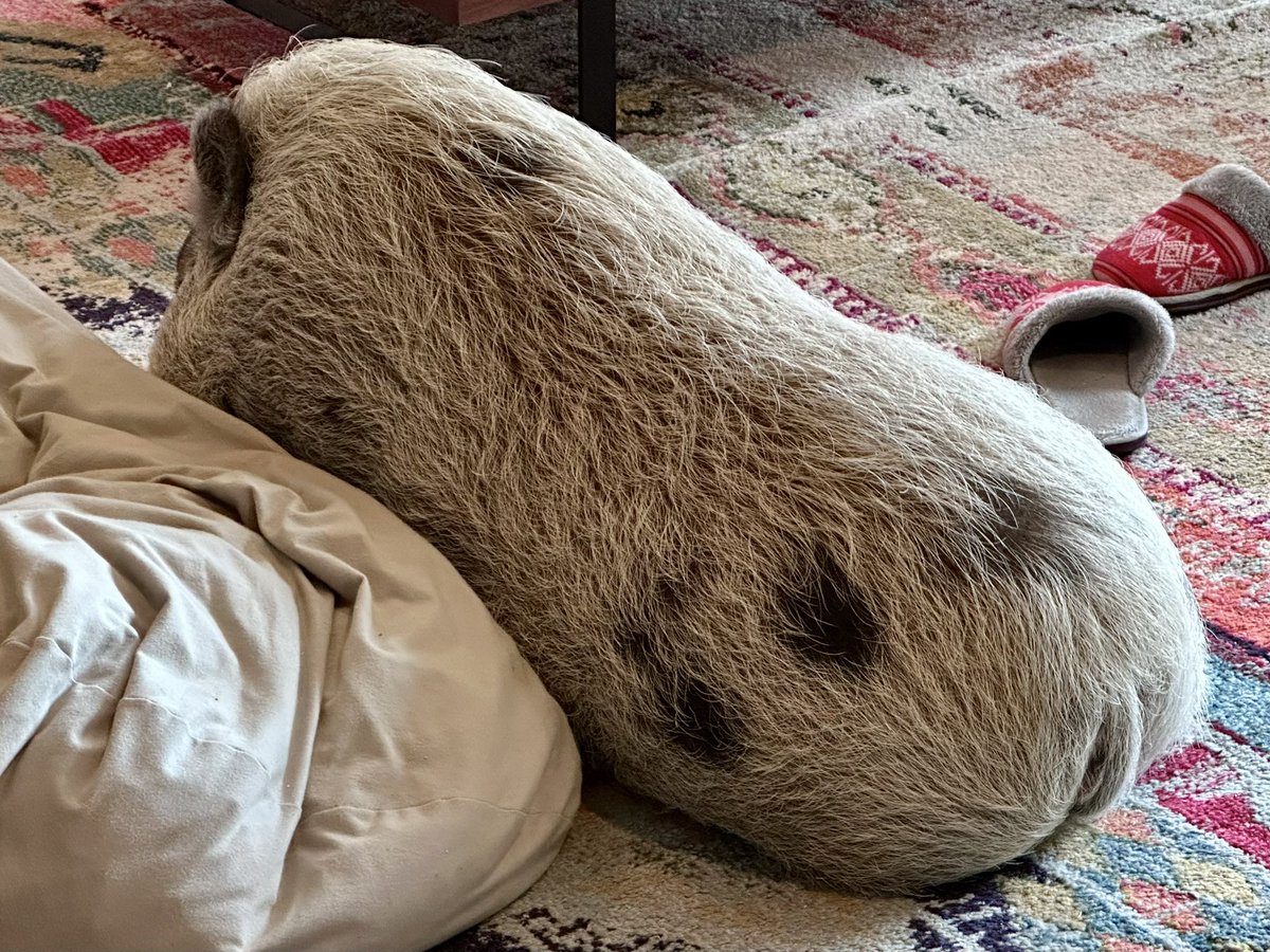 Tom French tweet media