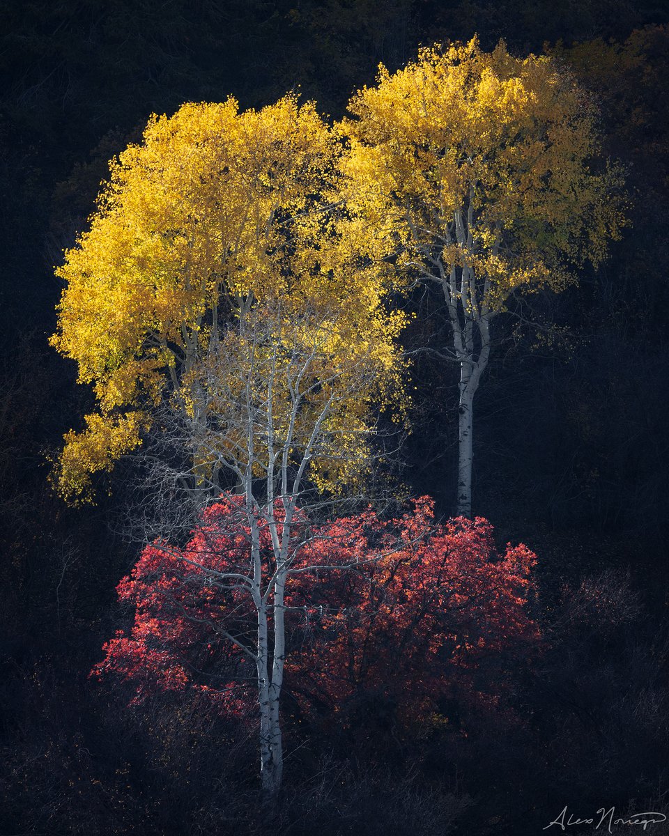 Family Portrait, Colorado, 2021