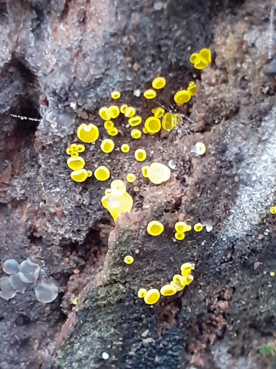 mattrogers70's tweet image. Sulphur Disco in the woods near Kingsweston House #fungi
