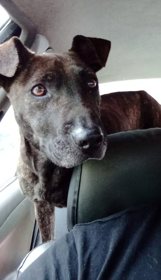 PerritosVzla's tweet photo. Me la encontré en el pueblo de San Antonio de los Altos. Perdida o abandonada. Está resguardada busca a sus dueños o un hogar bueno y definitivo. Es grande y tranquila.04122912023 https://t.co/Y8l5C6iVK9