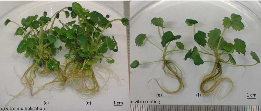 Journal_JSSPN's tweet photo. Another article added to our #SiliconCollection!

A Mechanocomposite Based on #Biogenic #Silica and GreenTea Flavonoids Modulates Adaptability of #Strawberry Microclones to In Vitro and Ex Vitro Conditions

https://t.co/7lGbBJg5G0

#Micropropagation #Phytohormone #OxidativeStress https://t.co/TaLcZzk9df