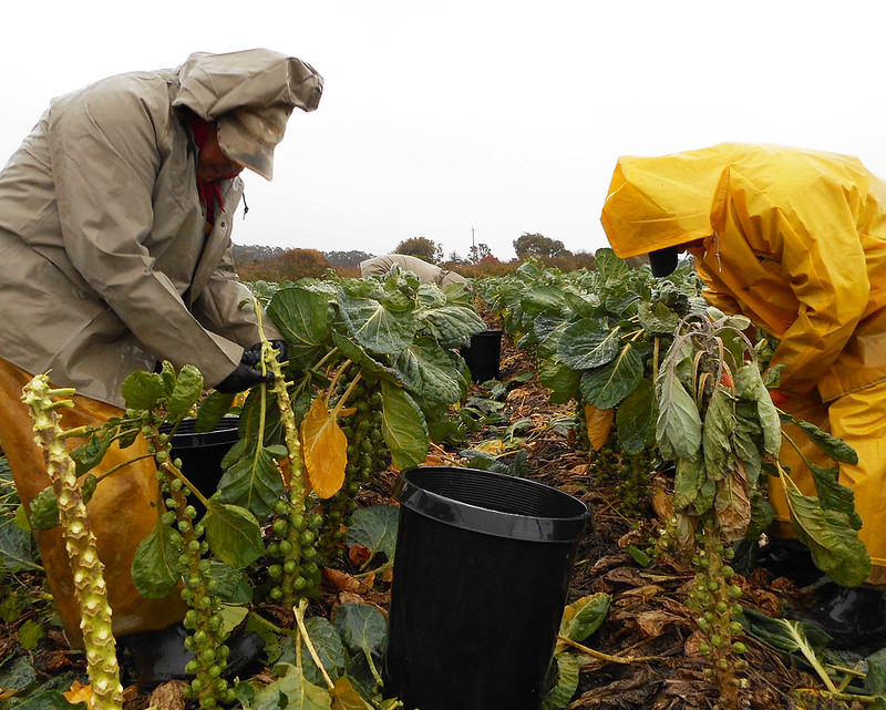 With Thanksgiving now past, and the rest of the Holiday Season looming nearer, we'd like to thank the farm workers and everyone in the food industry for their hard work. They ensure that we can enjoy the many traditions that make the holiday season something special. Thank you!
