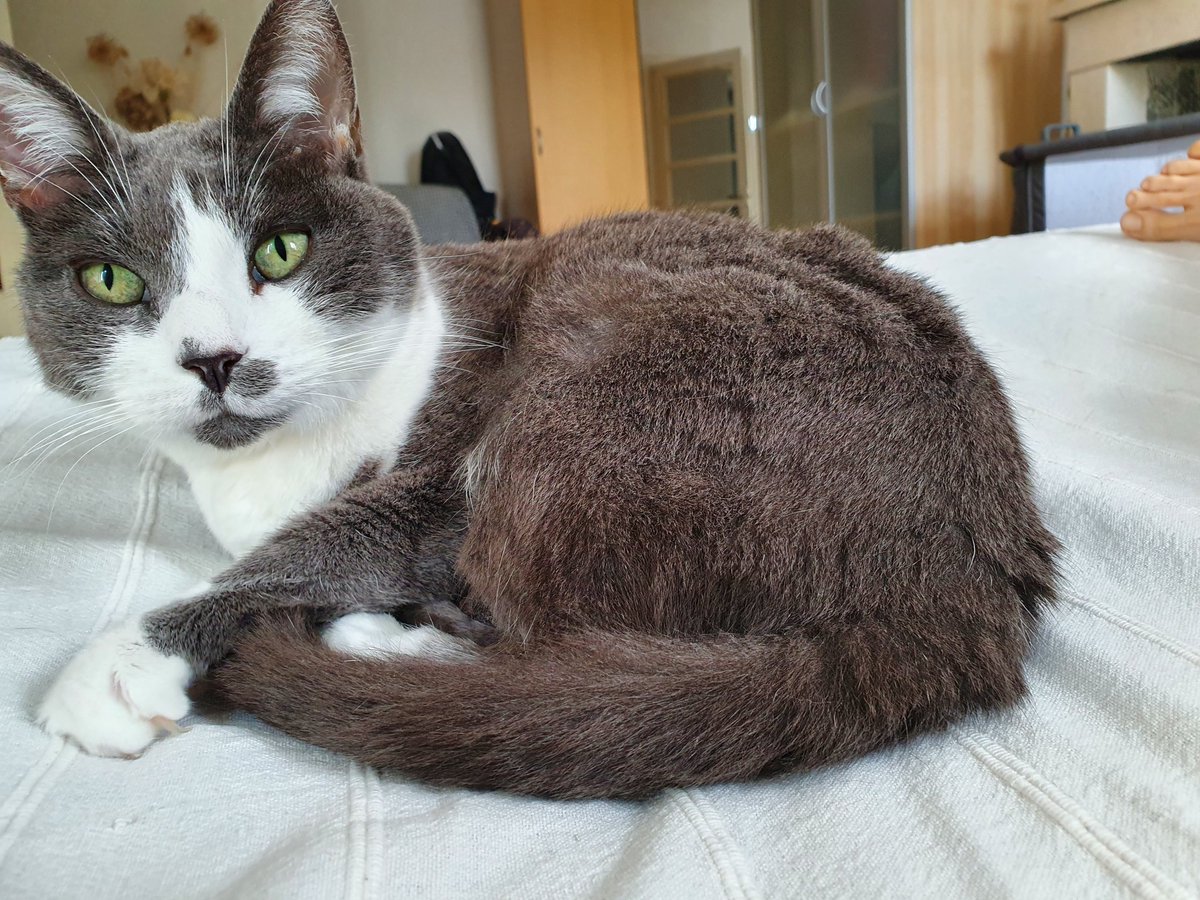 🧡🐈‍⬛🧼🍺🐉🍋🌠 ☃️🌟🎀📚Miss Kitty des Etoiles tweet media