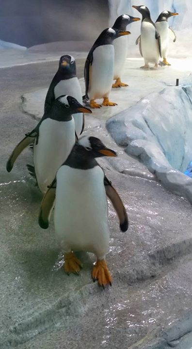 HourlyPinguins (@hourlypinguins) on Twitter photo 