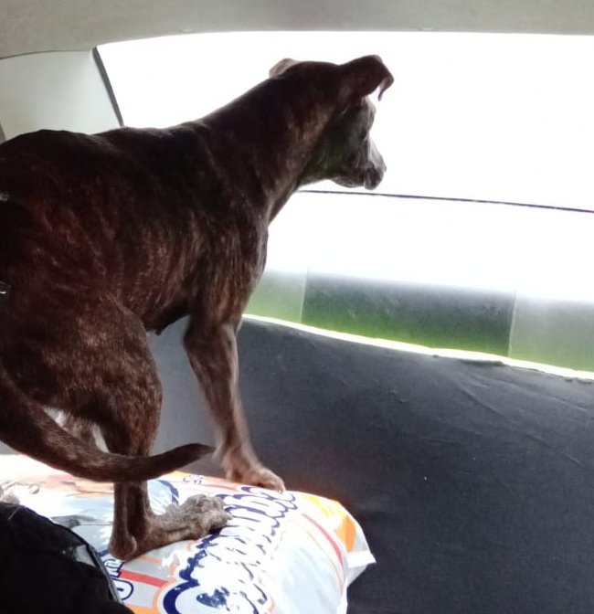 PerritosVzla's tweet photo. Me la encontré en el pueblo de San Antonio de los Altos. Perdida o abandonada. Está resguardada busca a sus dueños o un hogar bueno y definitivo. Es grande y tranquila.04122912023 https://t.co/Y8l5C6iVK9