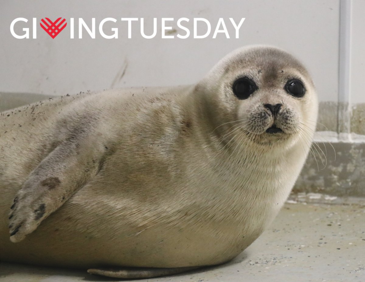 Wow! What a great start to our Giving Tuesday fundraiser. These funds will help us care for animals like Snitch. Snitch came to us in 2019 when he was found in poor health and in a location where there was a lot of people. conta.cc/3XF80bR