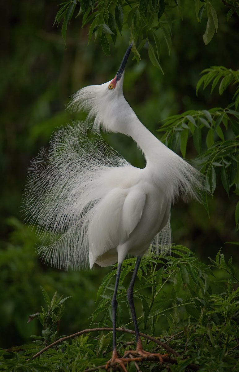 HEY THERE GOOD LOOKIN’!! The Snowy Egret (Egretta thula) is well known for their “Spunky” attitudes and breeding season REALLY brings out their character even more so. A female in the area caught this fella’s attention. #TwitterNatureCommunity #BirdsOfTwitter #BirdsSeenIn2022