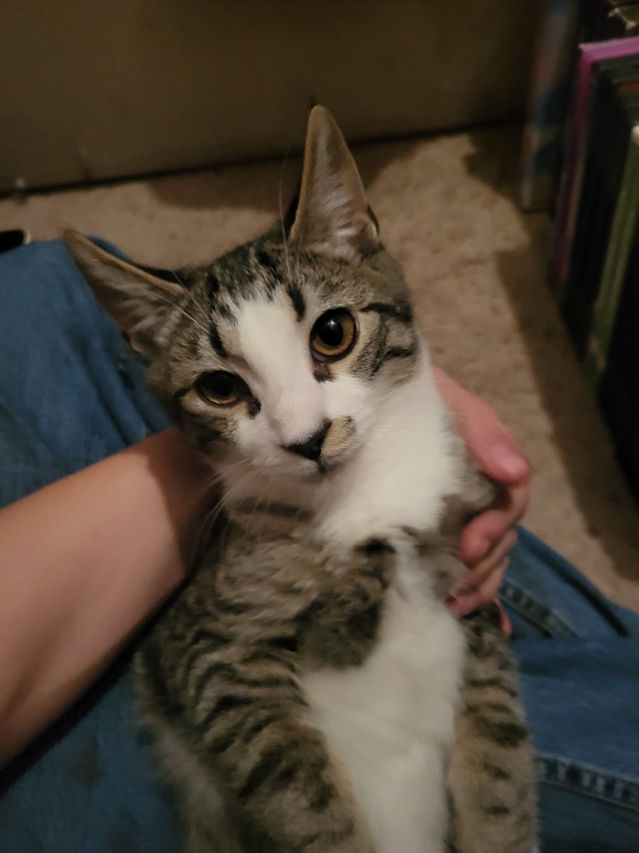 ChiefSpartan987's tweet photo. Kinda crazy that we're only getting 4 seasons of this chapter can't wait until the live event though. 
Until then have a picture of my friend's cat. https://t.co/9O1tBc0aoS