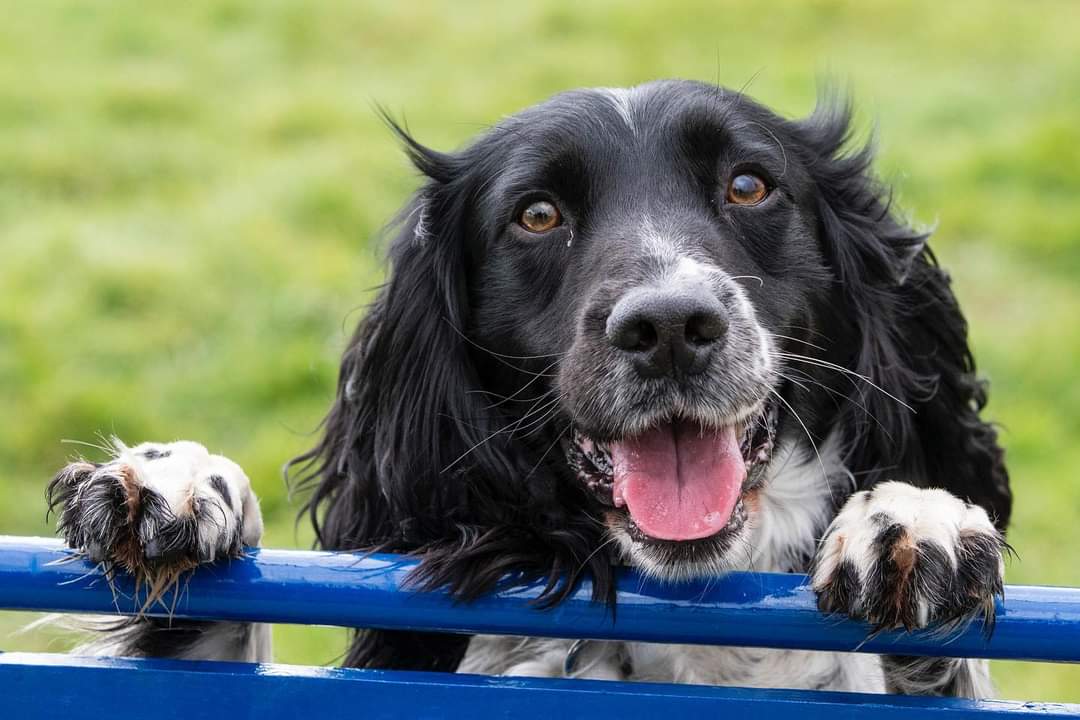 Happy #tongueouttuesday from #rafpolice search dog Bruce. 🐶

Spotted on the @RAF__Police Facebook page.