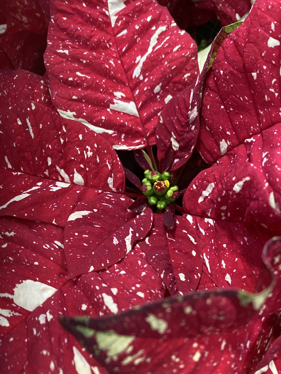 Lorrie Marfyak (@lorriemarfyak) on Twitter photo The grabโnโgo poinsettias are my favorite !The glittered red and gold but the best is the candy cane poinsettia in Lowes Store#623 Newington ,CT. @plantpartners <a href="/TweetUsR30/">TweetUsR30</a> @CtLowes <a href="/DomFeola/">Dominic Feola</a> <a href="/RobinsonA1976/">Andrew Robinson</a> The grabโnโgo poinsettias are my favorite !The glittered red and gold but the best is the candy cane poinsettia in Lowes Store#623 Newington ,CT. @plantpartners <a href="/TweetUsR30/">TweetUsR30</a> @CtLowes <a href="/DomFeola/">Dominic Feola</a> <a href="/RobinsonA1976/">Andrew Robinson</a>
