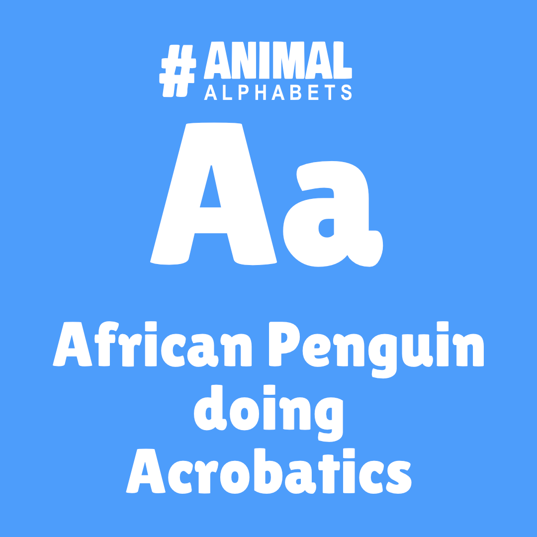 AnimalAlphabets's tweet photo. New round starting!

A is for African Penguin doing Acrobats, illo thanks to
@julianamotzko

(https://t.co/D6GeqtCP0C instagram, https://t.co/ms9BuzQHxT facebook) 

Post Monday 7.30pm GMT with #AnimalAlphabets also be sure to tag us @AnimalAlphabets so we don’t miss your tweets! https://t.co/H2C34tDCwI