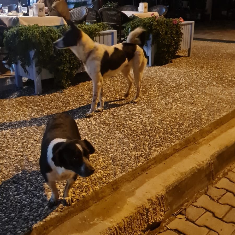 çok canlar yandı biliyorum ama kıymayın bu güzellere, ağızları var dilleri yok ve bize hep muhtaçlar... bizler merhametli olalım, sevgi ve saygı dolu çözüm yollarını her zaman buluruz ❤️