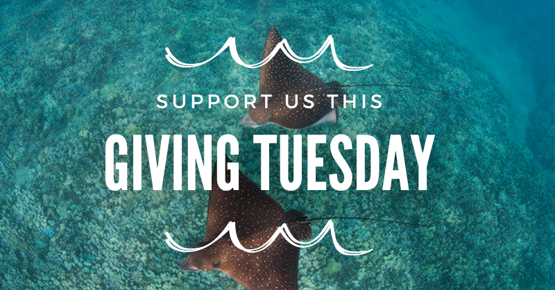 This #GivingTuesday, we hope you'll consider a donation to Maui Nui Marine Resource Council. Your support helps our mission for clean ocean water, healthy reefs, &amp; abundant native fish for these islands in the heart of paradise. Learn more and donate here: mauireefs.org/donate/