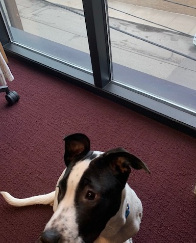 TheGuerrillaPol's tweet photo. Meet our newest office dog, Sweetie the Staffie! Sleeping on the job is usually frowned upon, but we'll let it go just this once...
.
.
.
.
.
#amstaff
#dogsofinstagram
#dogsatwork https://t.co/ckDnSFCrMw