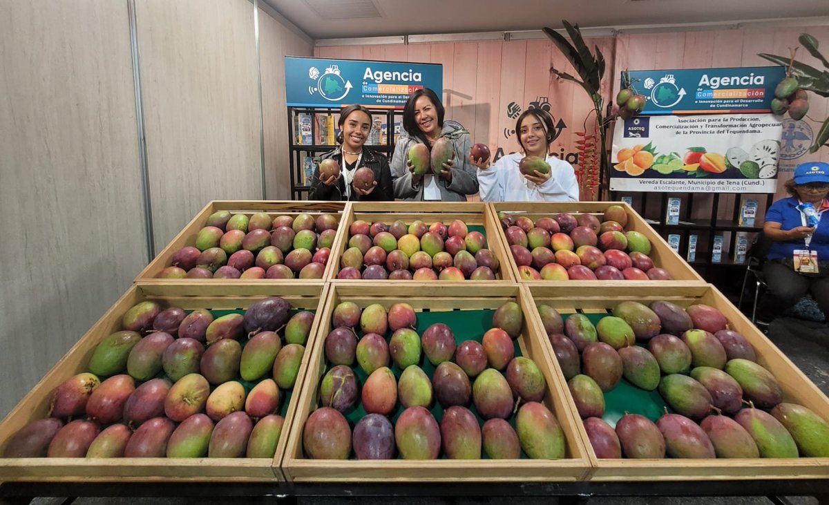 CundiAgro's tweet photo. Iniciamos #Mangofresh 1a feria internacional de mango en Corferias, donde la hacemos presencia junto con el @MinAgricultura, Fedemango, @comercialcundi y demás aliados. https://t.co/gWC97E2Qrk