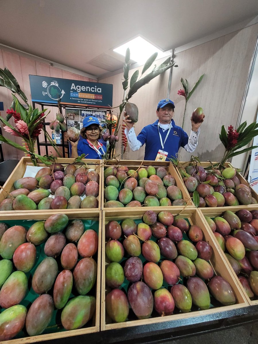 CundiAgro's tweet photo. Iniciamos #Mangofresh 1a feria internacional de mango en Corferias, donde la hacemos presencia junto con el @MinAgricultura, Fedemango, @comercialcundi y demás aliados. https://t.co/gWC97E2Qrk