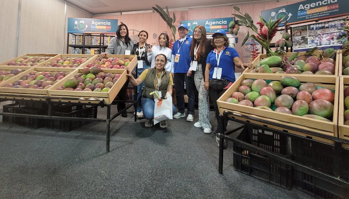 CundiAgro's tweet photo. Iniciamos #Mangofresh 1a feria internacional de mango en Corferias, donde la hacemos presencia junto con el @MinAgricultura, Fedemango, @comercialcundi y demás aliados. https://t.co/gWC97E2Qrk