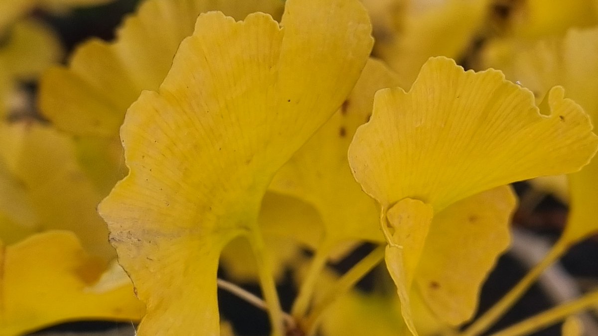 Help us reach our goal of funding someone to attend all our 2023 events! We're trying to reach £250, and every £1 will be received with delight Donate here: ow.ly/qu0e50LPNjX