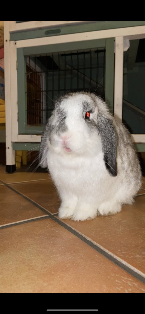 willandwinnie's tweet photo. o.o 
~
~
#Pets #animals #smallanimal #rabbit #bunny #petrabbit #petbunny #cute https://t.co/Or89opfWdq