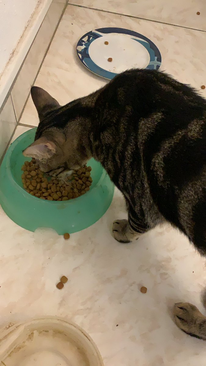 morolechat's tweet image. Le soutine du twitwi c’est une baguette magique 😍 la maine était sorti avec le paquet de croquette dans la nuit me chercher … regardez ki elle a trouvé dans le salon en revenant !!! 😽😽😽😽