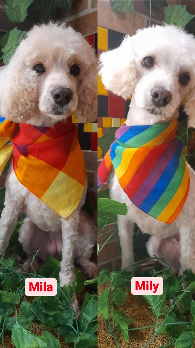 jfranmovi's tweet photo. yo lo llevo a la peluquería #hoysehablatvn https://t.co/sRzn6fxDgt