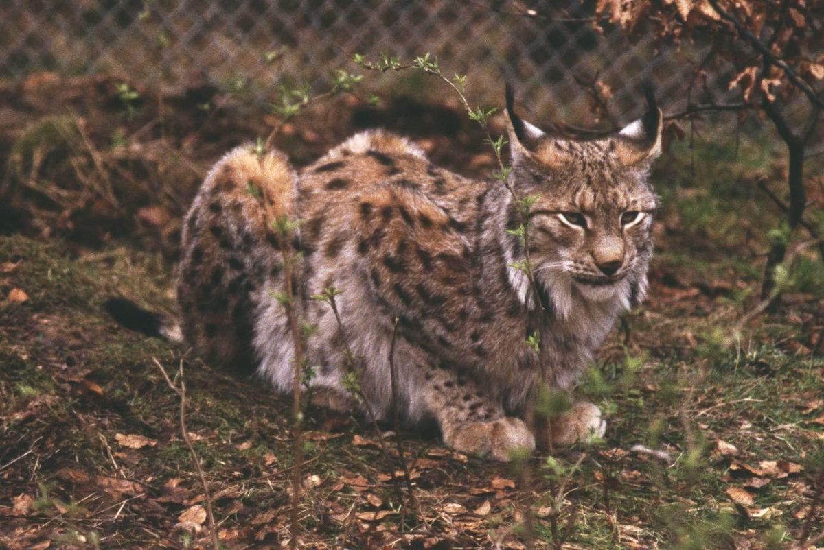 Cats (@hourlycats) on Twitter photo 