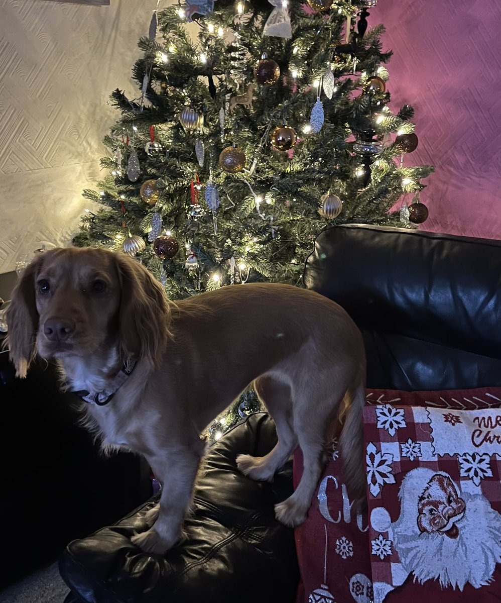 emanor's tweet image. Little Delilah ‘just  checking out the tree mum……honest’ ❤️❤️ x