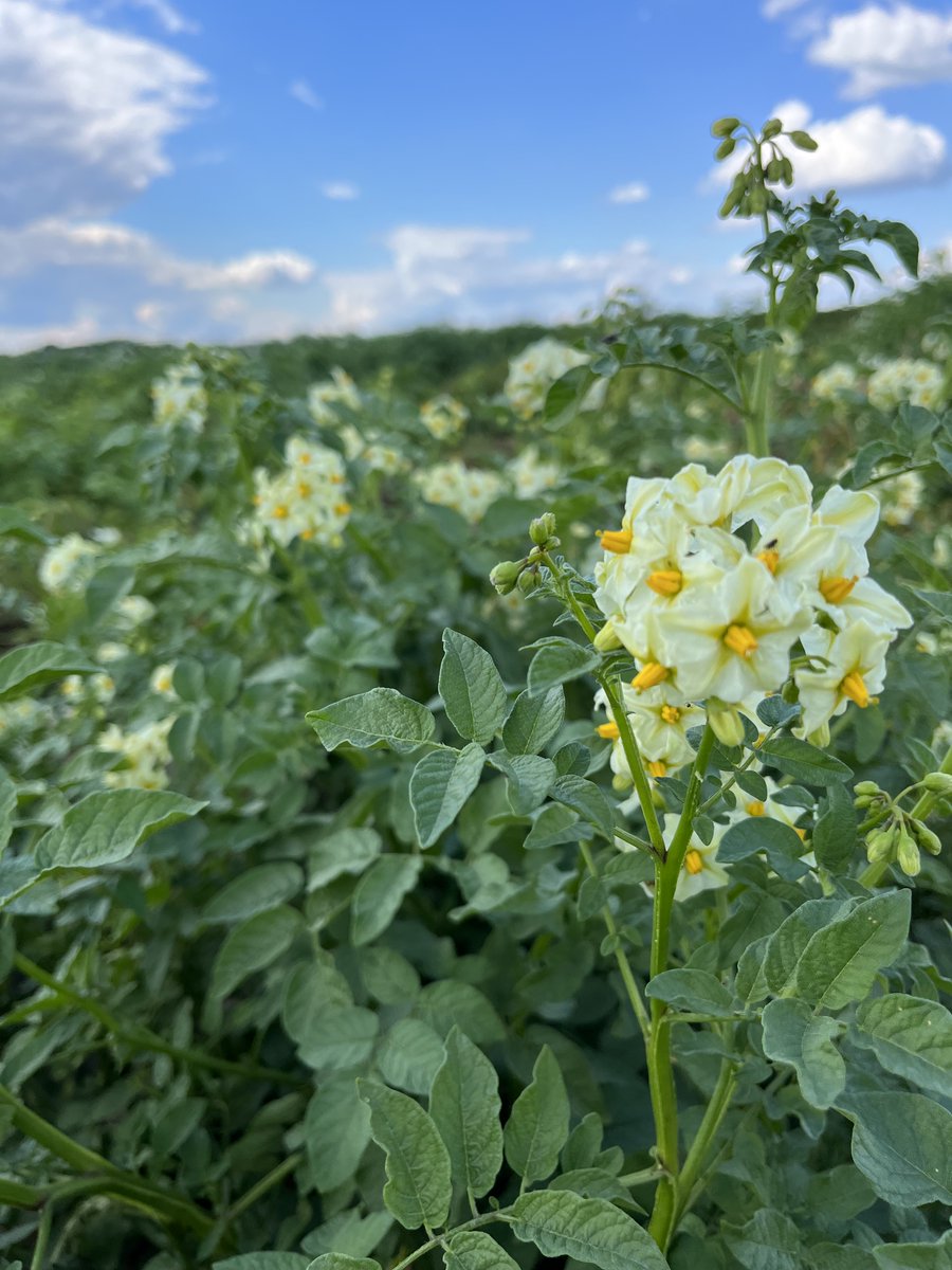 SCRI2xPotato's tweet photo. Interesting flowers from dihaploid potato plants grown in the field by the Douches lab at MSU. All photos taken by Kate Shaw at MSU. https://t.co/aZpBjN71Mb