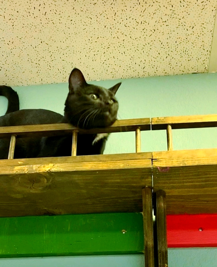 catprofiler's tweet photo. Elvis, Cat of the Week at the Cozy Catfé!  It's the newest cat café in the Dallas Metroplex! https://t.co/AwsoFpMEU5 https://t.co/uEDirg96EU