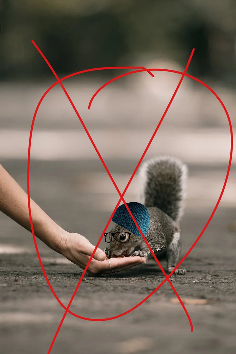 capitalcomets's tweet image. BREAKING. Giant indie sleaze squirrels have been spotted around campus. DO NOT INTERACT—this species has been known to gaslight.