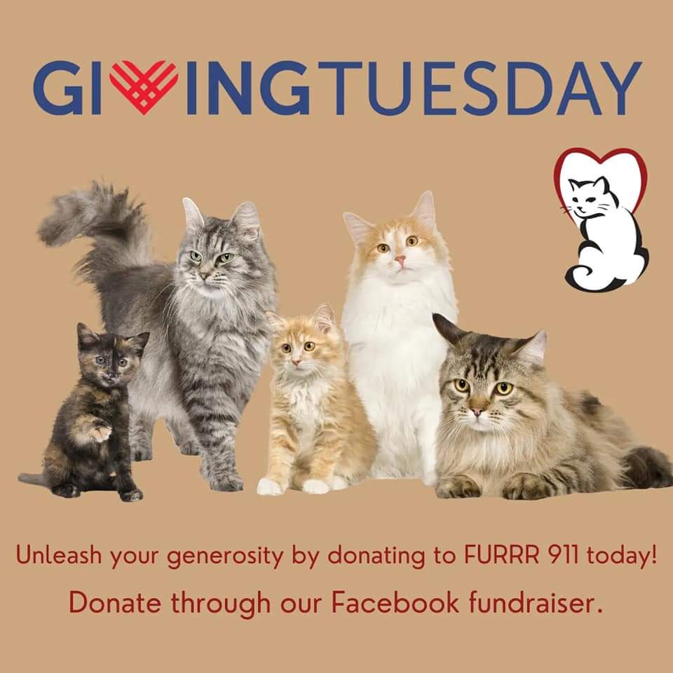 furrr911's tweet photo. Almost everything that FURRR 911 accomplishes is made possible because of your support! We handle the daily work of caring for the kittens, but our supporters are definitely a vital part of our FURRR 911 family. https://t.co/YVkBQus7c3