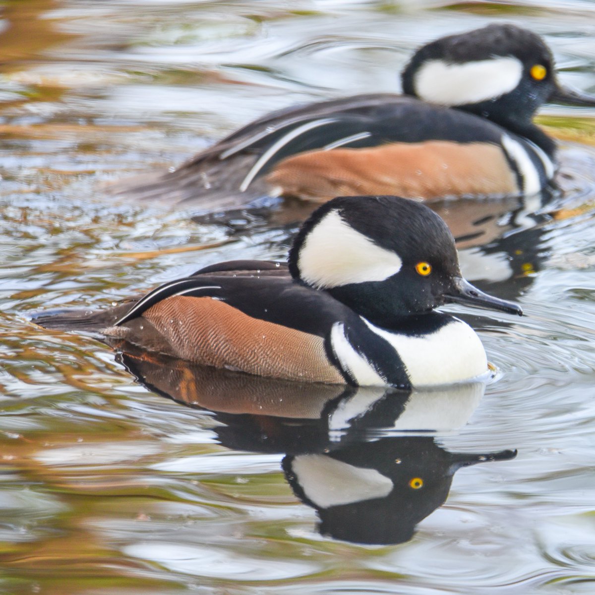 Hooded Merganser's Drake and Chad are out on the Pond being Wild and Crazy Guys.  #Hoodedmergansers #hoodedmerganser #hoodedmergansersoftwitter #waterbird #waterfowl #ducks #duck #ducksoftwitter #birds #BirdsSeenIn2022