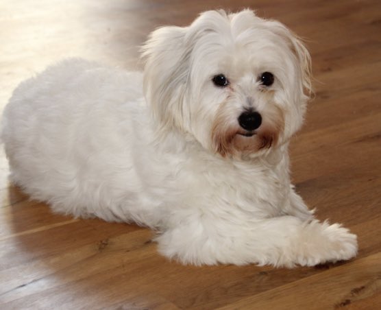 sofushilton's tweet image. Mest ubrugelige dyr i verden