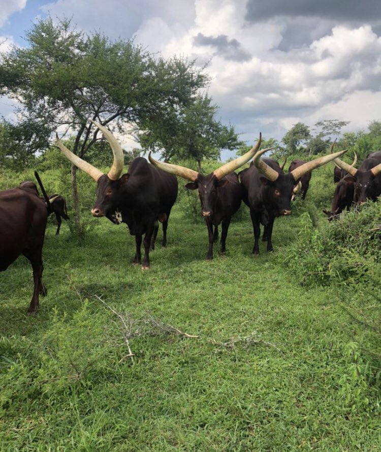 If interested in buying ankole cattles inbox… 
Only serious buyers inbox 📨 
#ankolecattles